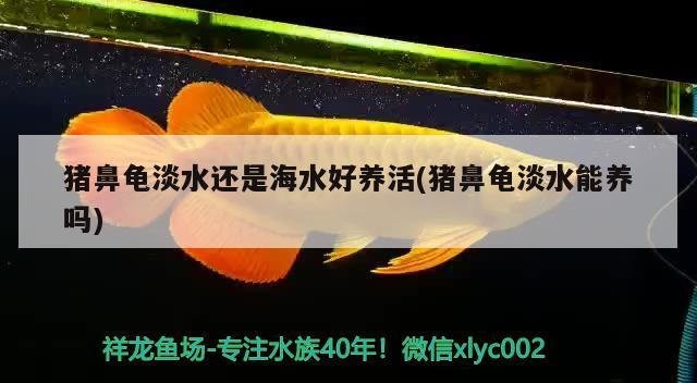 淡水豬鼻魚是什么魚