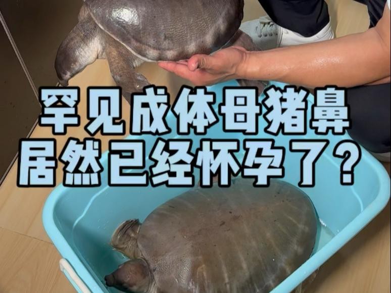 淡水豬鼻魚是什么魚