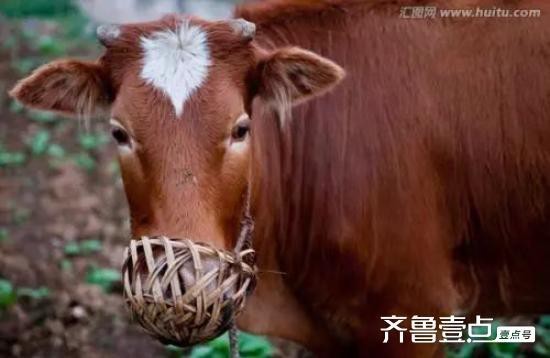 牛頭鴨嘴多大