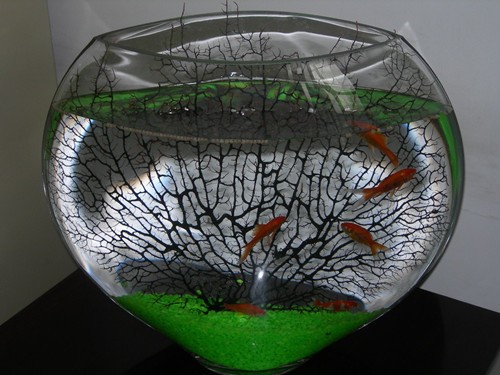魚缸不換水能放鹽嗎視頻（如何判斷魚缸不換水是否能放鹽）