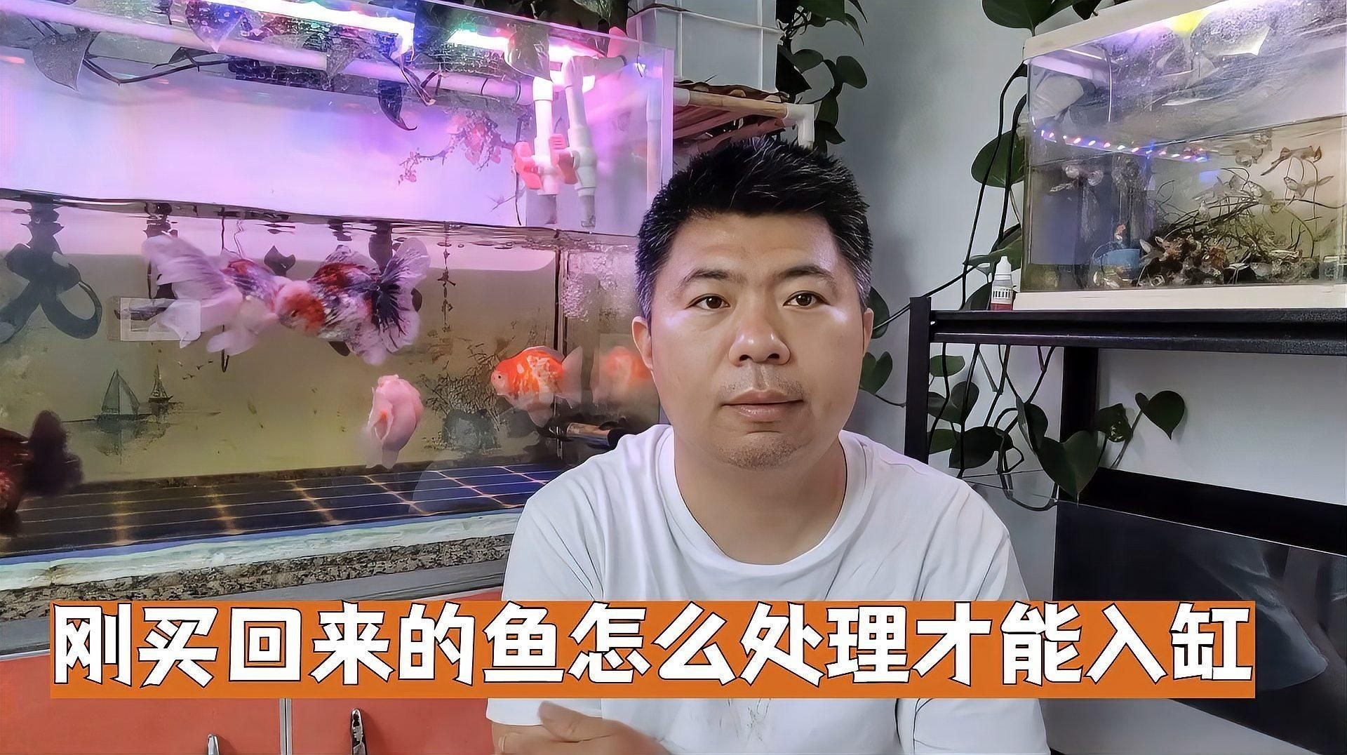 剛買回來的魚怎么消毒入缸