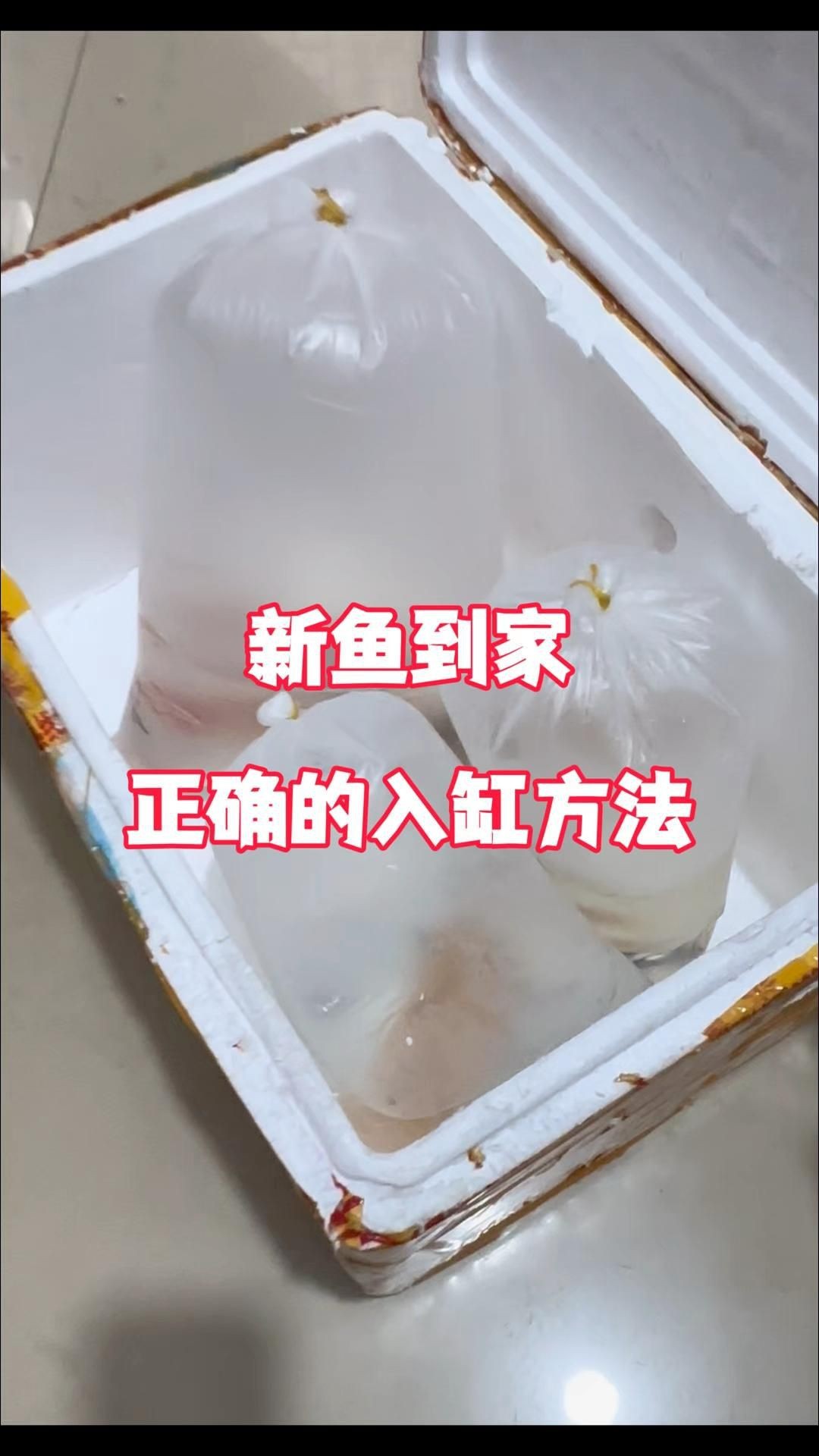 剛買回來的魚怎么消毒入缸