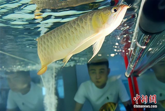 龍魚弓背手術風險大嗎？