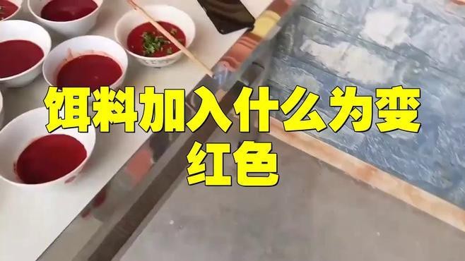 紅龍魚發色期間喂什么飼料最好？