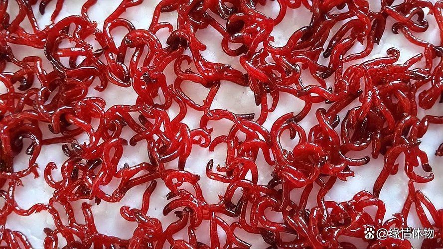 紅龍魚發色期間喂什么飼料最好？