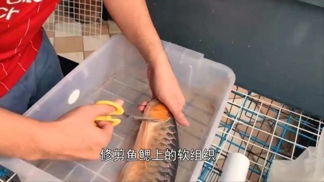 龍魚最忌的三個屬相是什么？（哪三個屬相最忌養龍魚？）