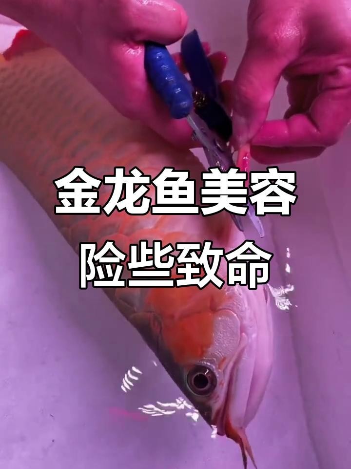金龍魚美容有哪些風險？