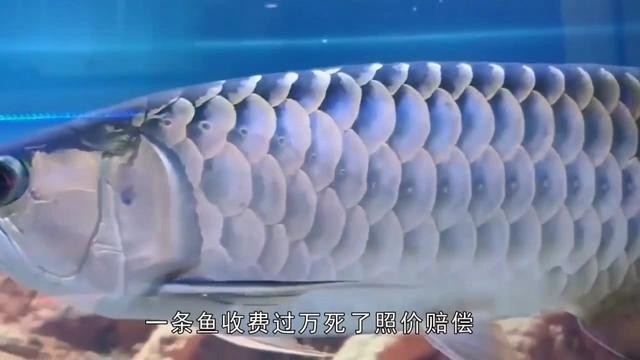 金龍魚美容有哪些風險？