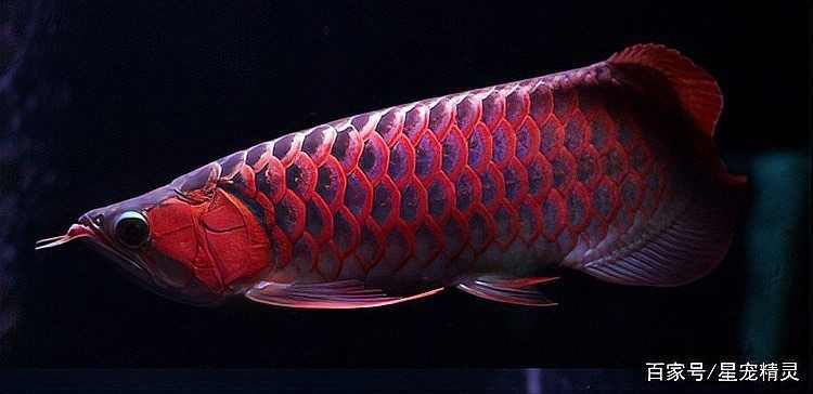 紅龍福龍魚的功效與作用