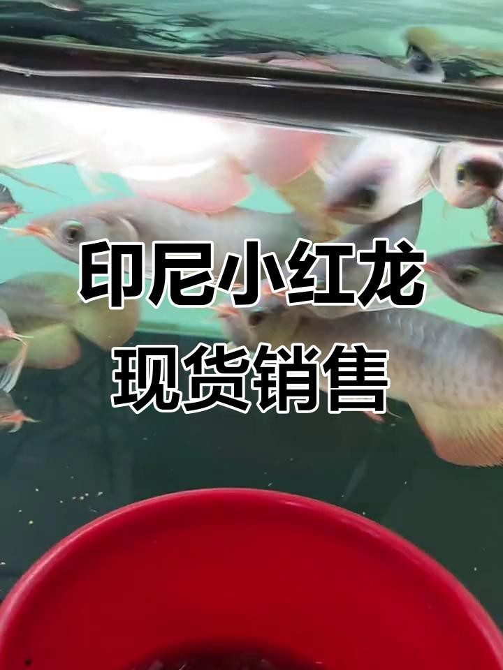 紅龍魚的市場供應情況如何？
