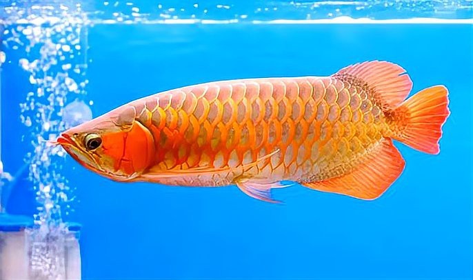 殺龍魚死了有什么忌諱嗎