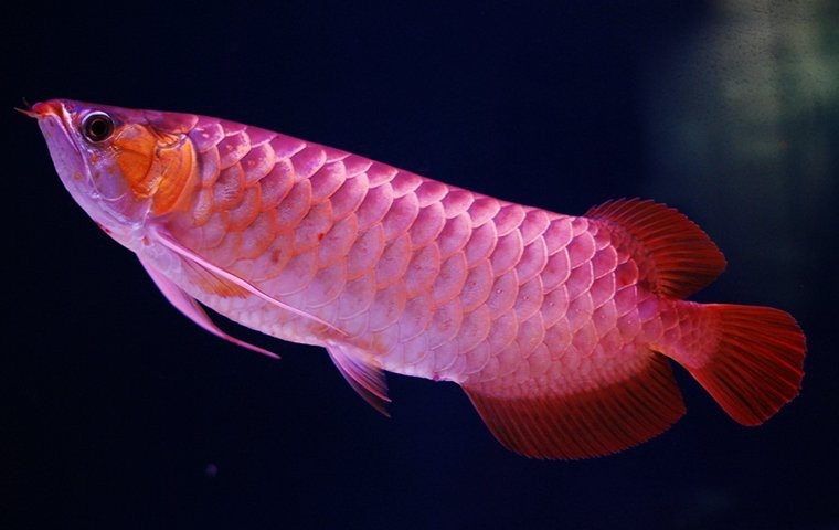 殺龍魚死了有什么忌諱嗎
