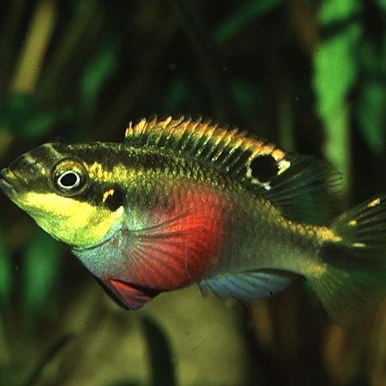 紅肚鳳凰魚怎么分公母