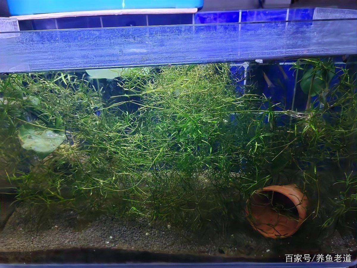 紅肚鳳凰魚怎么分公母