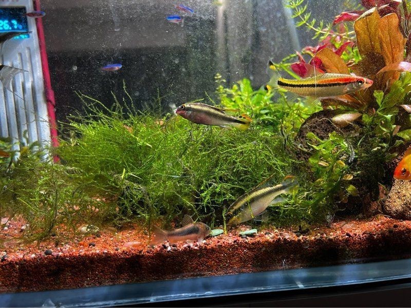 紅肚鳳凰魚怎么分公母