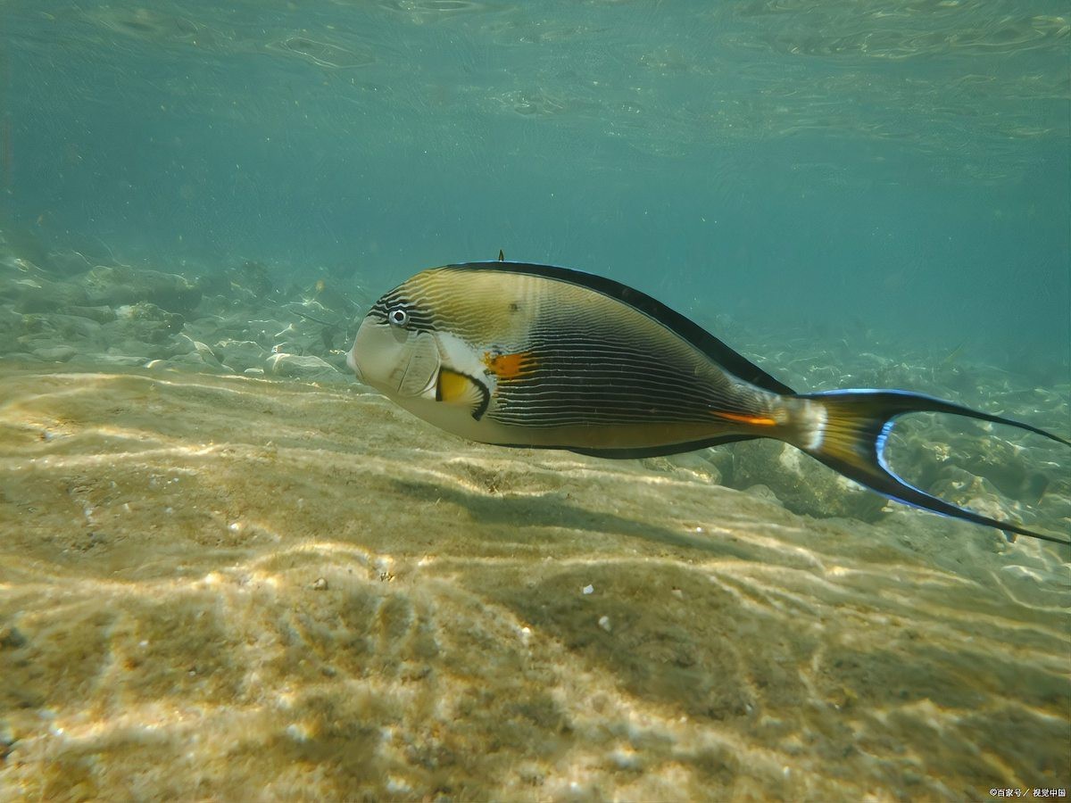 潛水艇魚為何要禁養