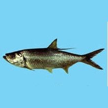 海鰱魚能長多大