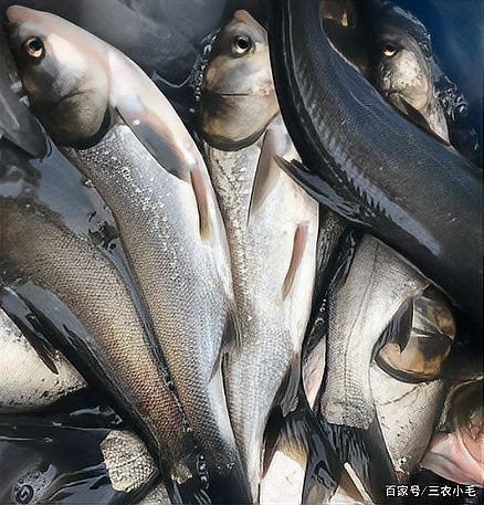 海鰱魚能長多大