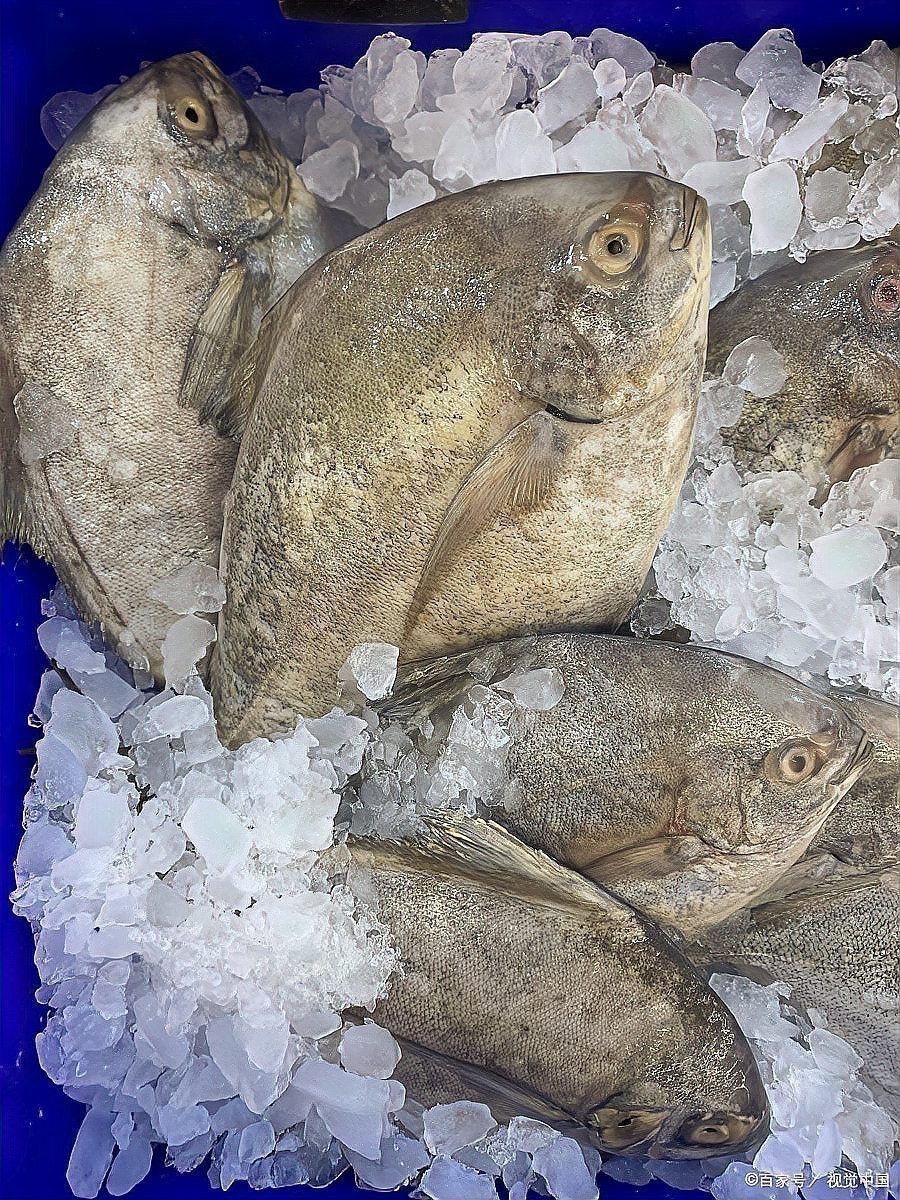 紅鯧魚為何不建議吃