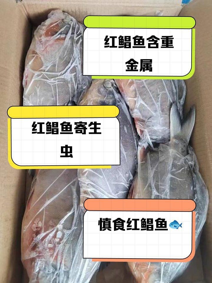 紅鯧魚為何不建議吃