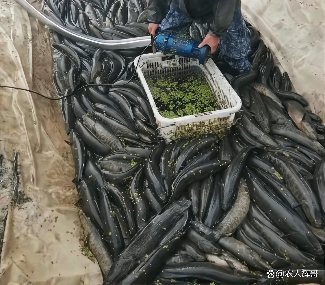 福壽魚為什么那么便宜