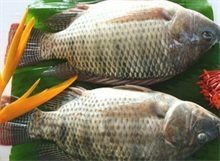福壽魚為什么那么便宜