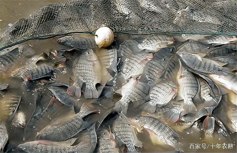 福壽魚為什么那么便宜