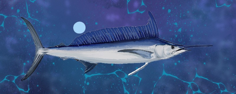馬林魚是什么魚屬于海水魚嗎