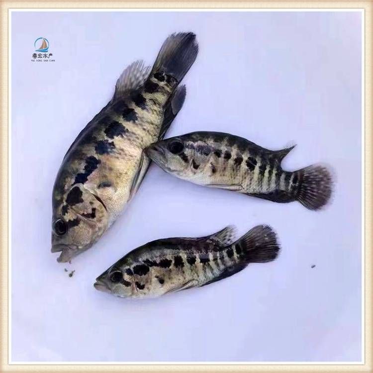 虎魚苗子品種價格排行