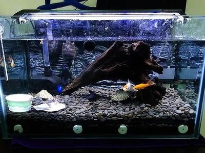 城區彭小珍花藝水族館（城區彭小珍花藝水族館地址）