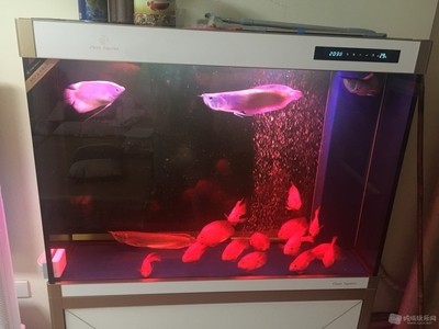 成都市金牛區水族魚具店（成都市金牛區水族魚具店地址）