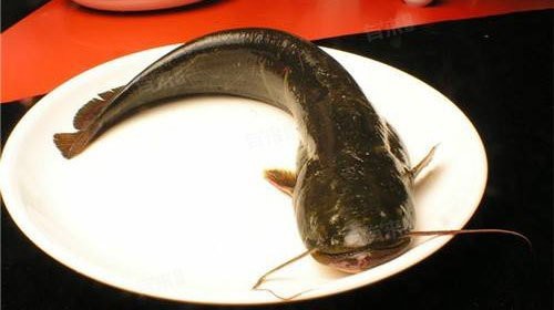 鯰魚為什么中醫(yī)建議少吃