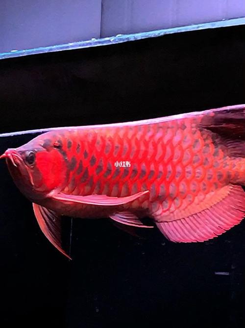 新加坡紅龍魚圖片高清壁紙大圖
