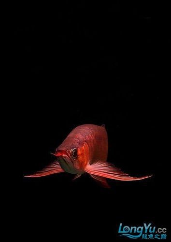新加坡紅龍魚圖片高清壁紙大圖