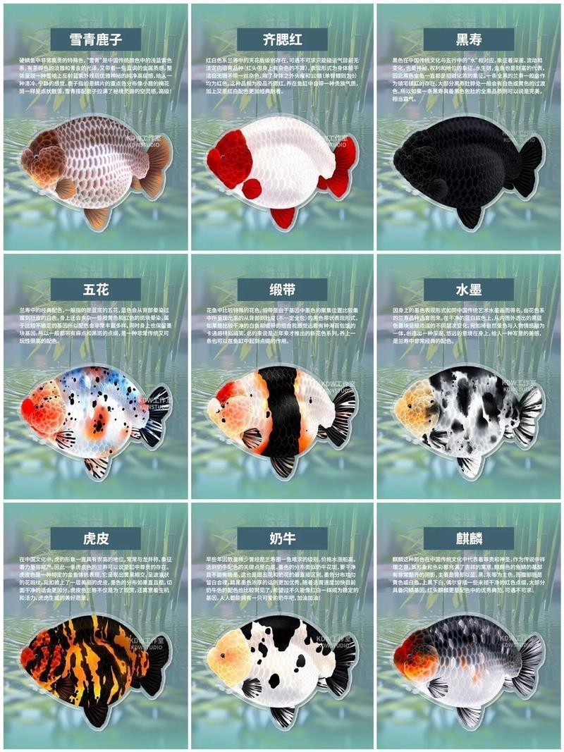 西安觀賞魚批發有哪些主流品種