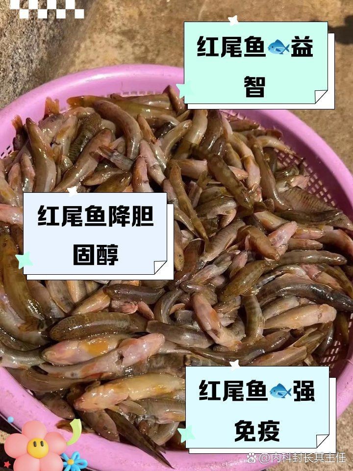 紅尾魚的吃法