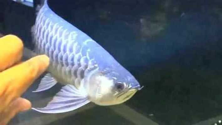 石家莊市長安區浩澤水族館（石家莊浩汐洗店還有嗎）
