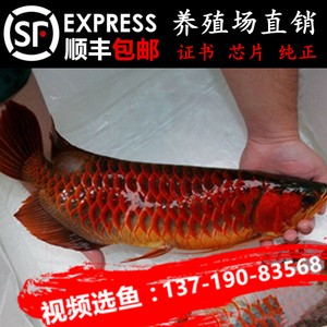 魚缸過濾器選購(gòu)指南:自制魚缸過濾器魚缸上置過濾器對(duì)于養(yǎng)魚愛好者的必備知識(shí) 江寧區(qū)璟祥水族店 全國(guó)水族館企業(yè)名錄 江寧區(qū)璟祥水族店 江寧區(qū)璟祥水族店 全國(guó)水族館企業(yè)名錄