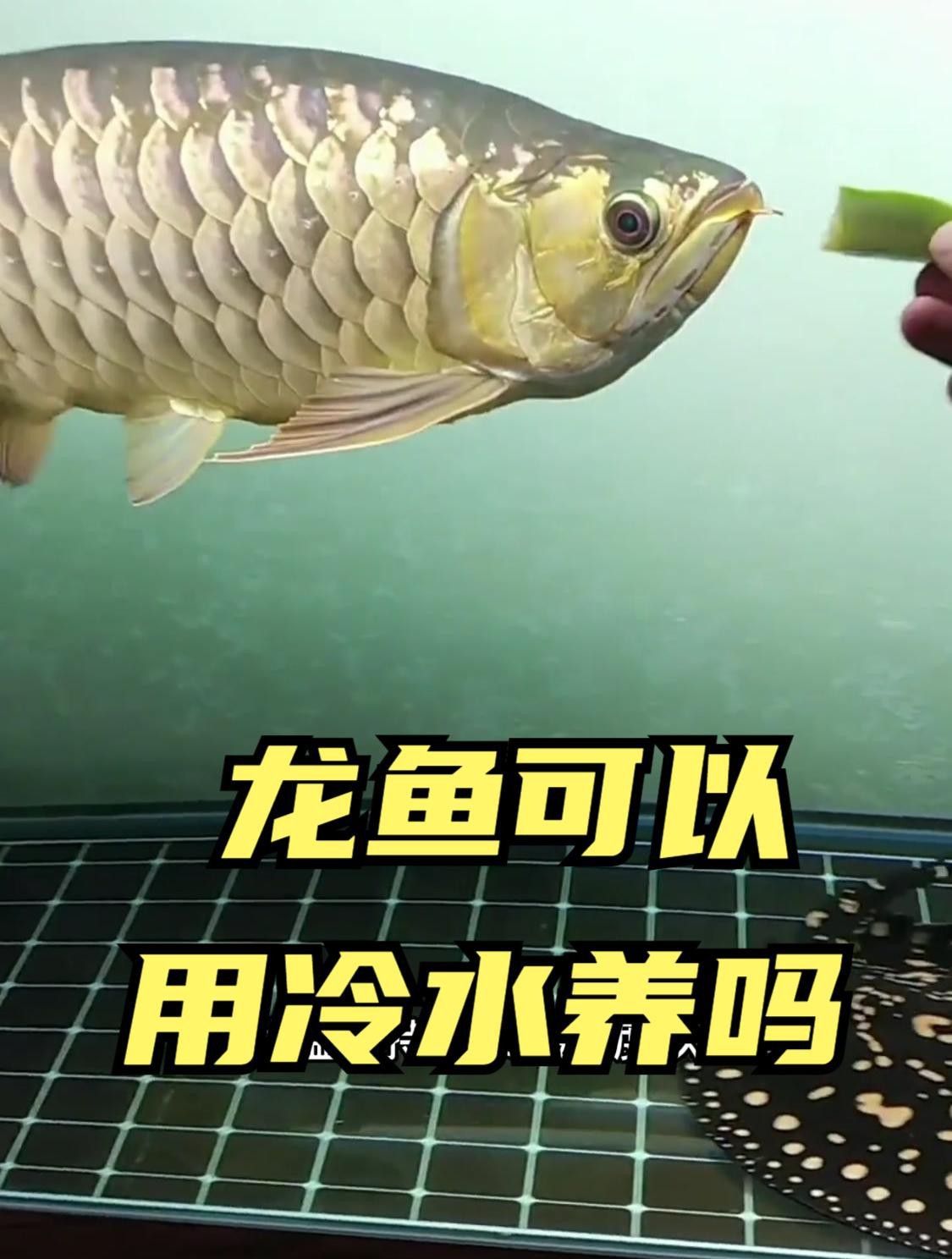 龍魚可以冷水養嗎