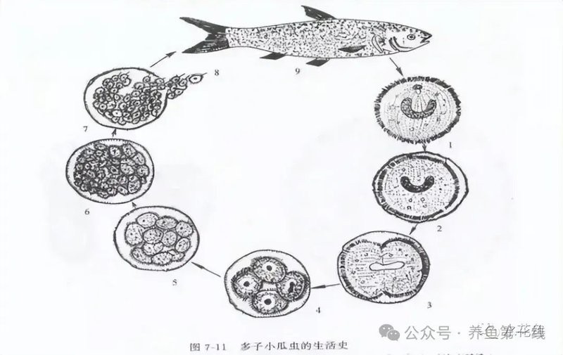 六角龍魚白點病多久會死亡