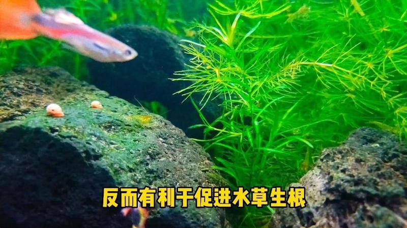 龍魚缸水草需要施肥嗎？