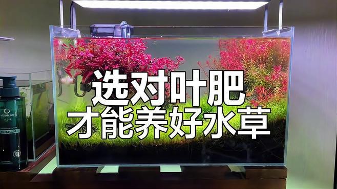 龍魚缸水草需要施肥嗎？