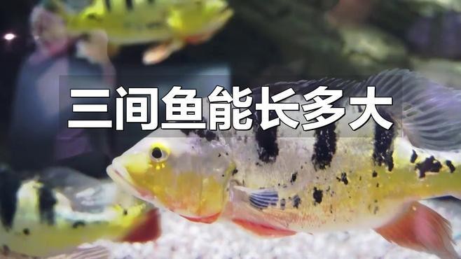 帝王三間和fogo區別