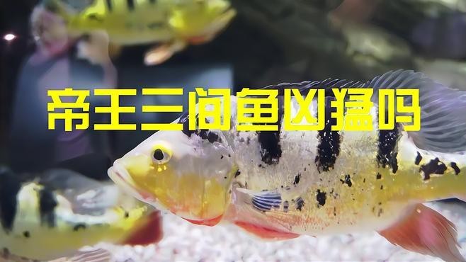 帝王三間和fogo區別