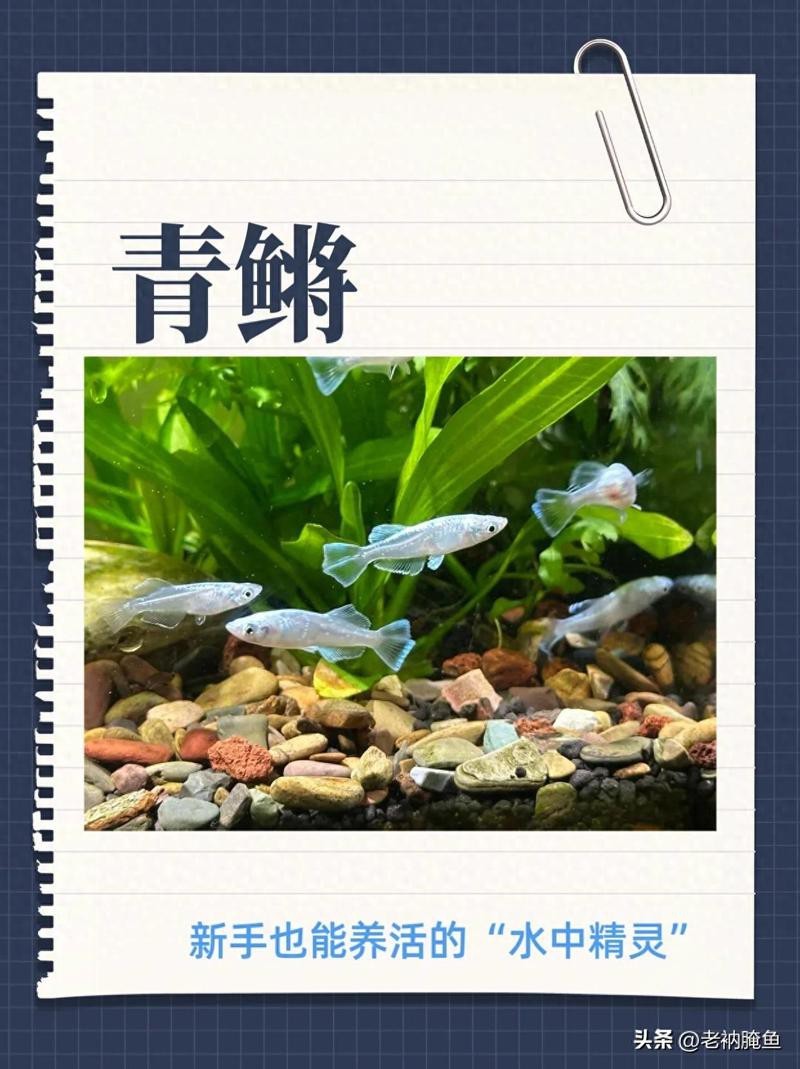 青鳉魚最忌三種水草