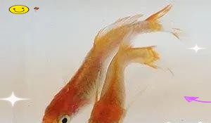 青鳉魚最忌三種水草
