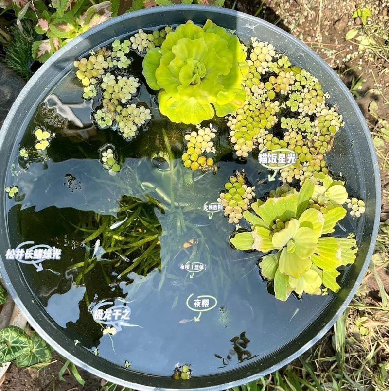 青鳉魚最忌三種水草