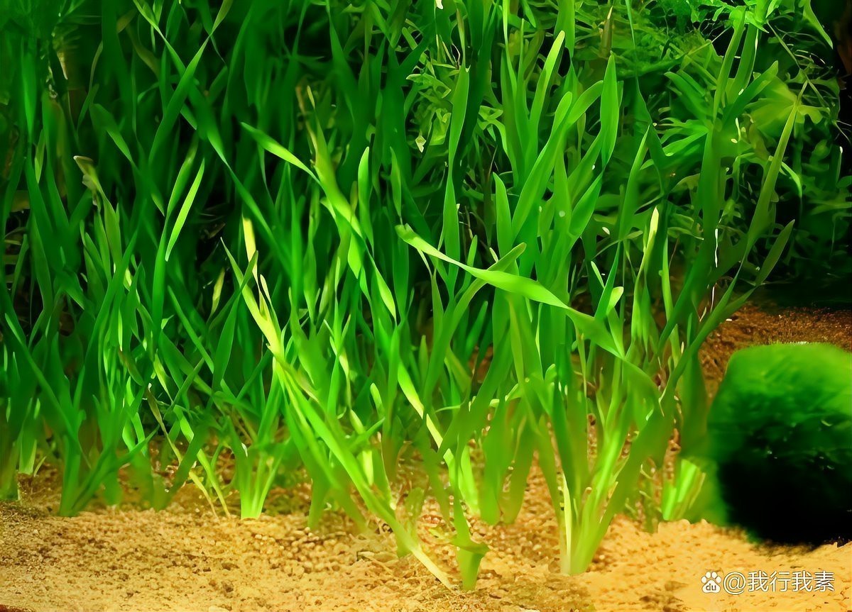 青鳉魚最忌三種水草