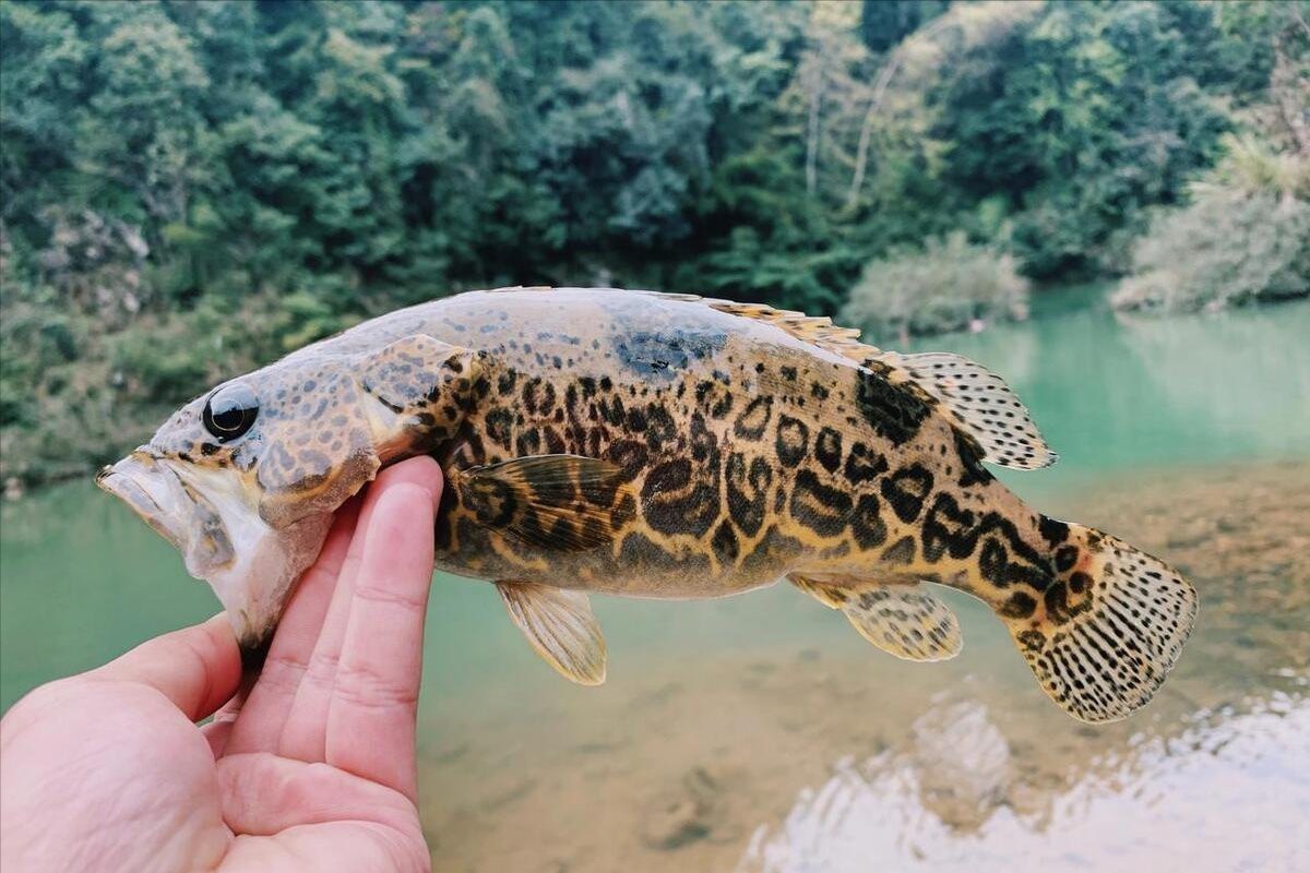 十大最好吃的淡水魚