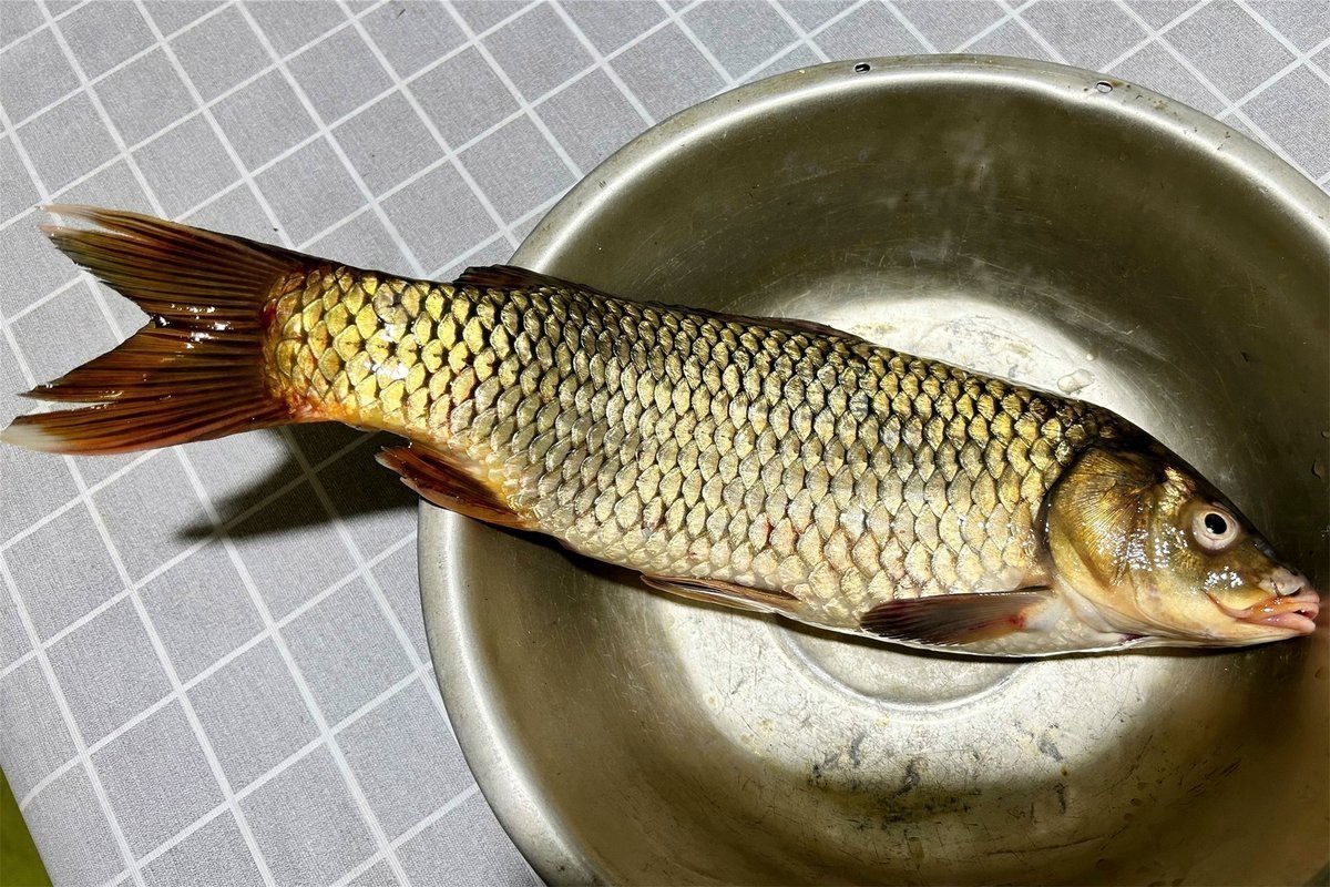 十大最好吃的淡水魚